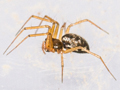 Tenuiphantes tenuis